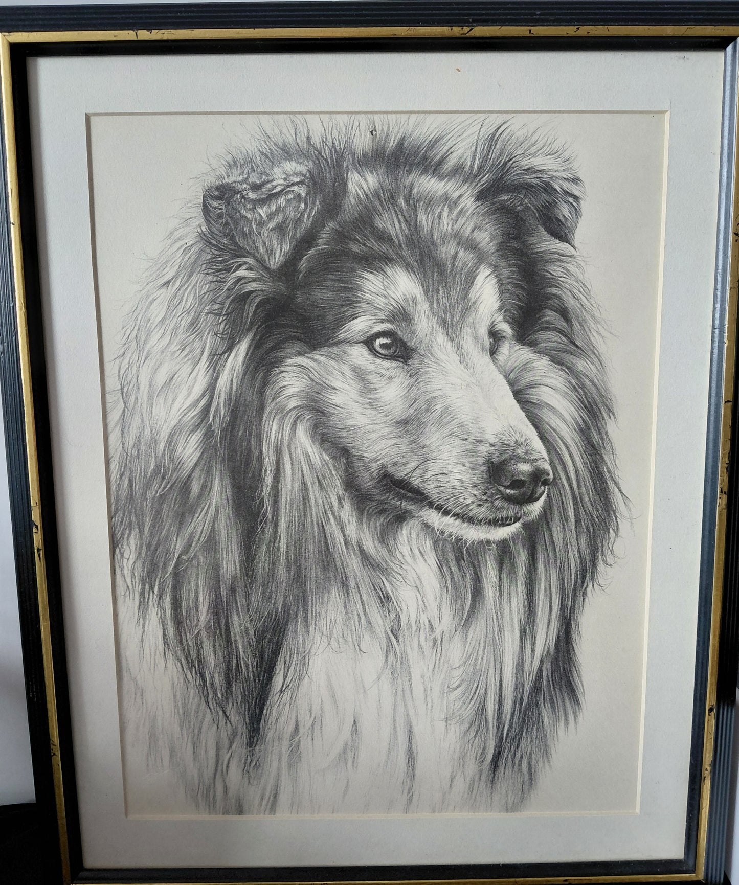 Rough Collie Portrait