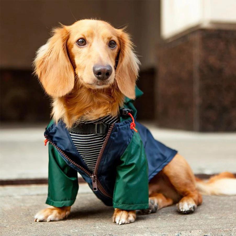 DOG CLOTHING