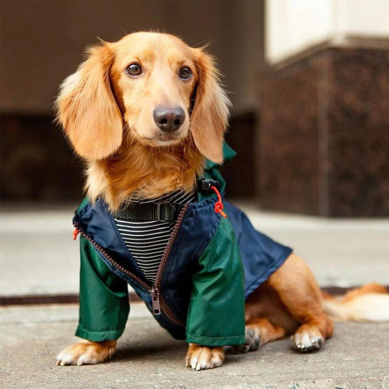 DOG CLOTHING