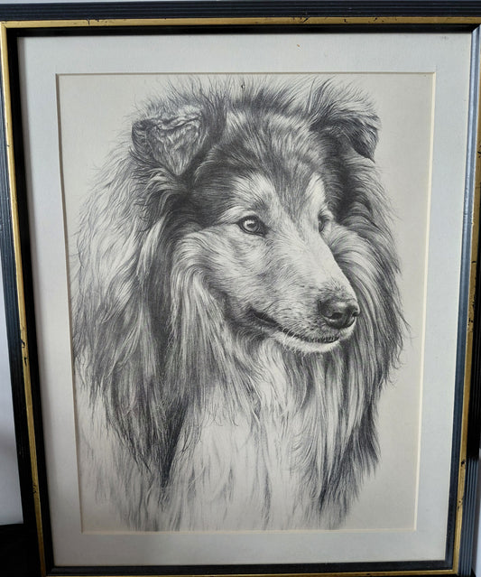 Rough Collie Portrait
