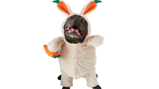 Bunny costume for dogs