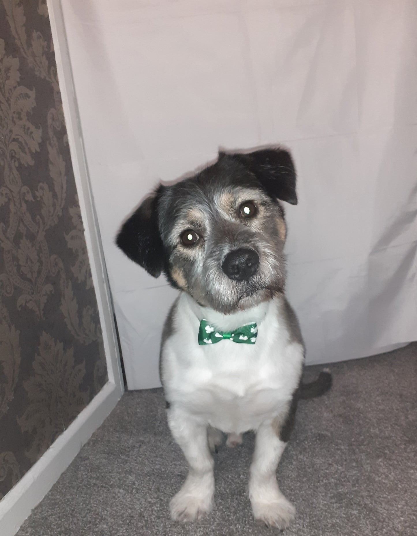 St Patrick's Day Bows Suitable For Dogs/Cats